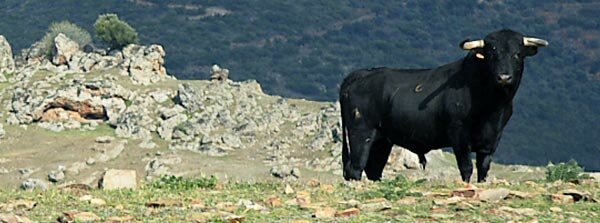 toros
